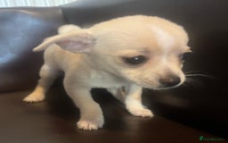Chihuahua dogs for sale: Chihuahua puppies in Edinburgh in Edinburgh - Image 2