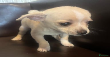 Chihuahua dogs - Advert 3