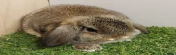 Mini Lop rabbits for sale: Vaccinated RHVD2 with Yuravac.  Baby Mini Lops - Advert 3