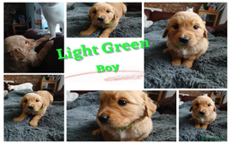 Golden Retriever dogs for sale: 🐾 Golden Retriever Puppies – Ready Soon! 🐾 - Image 7
