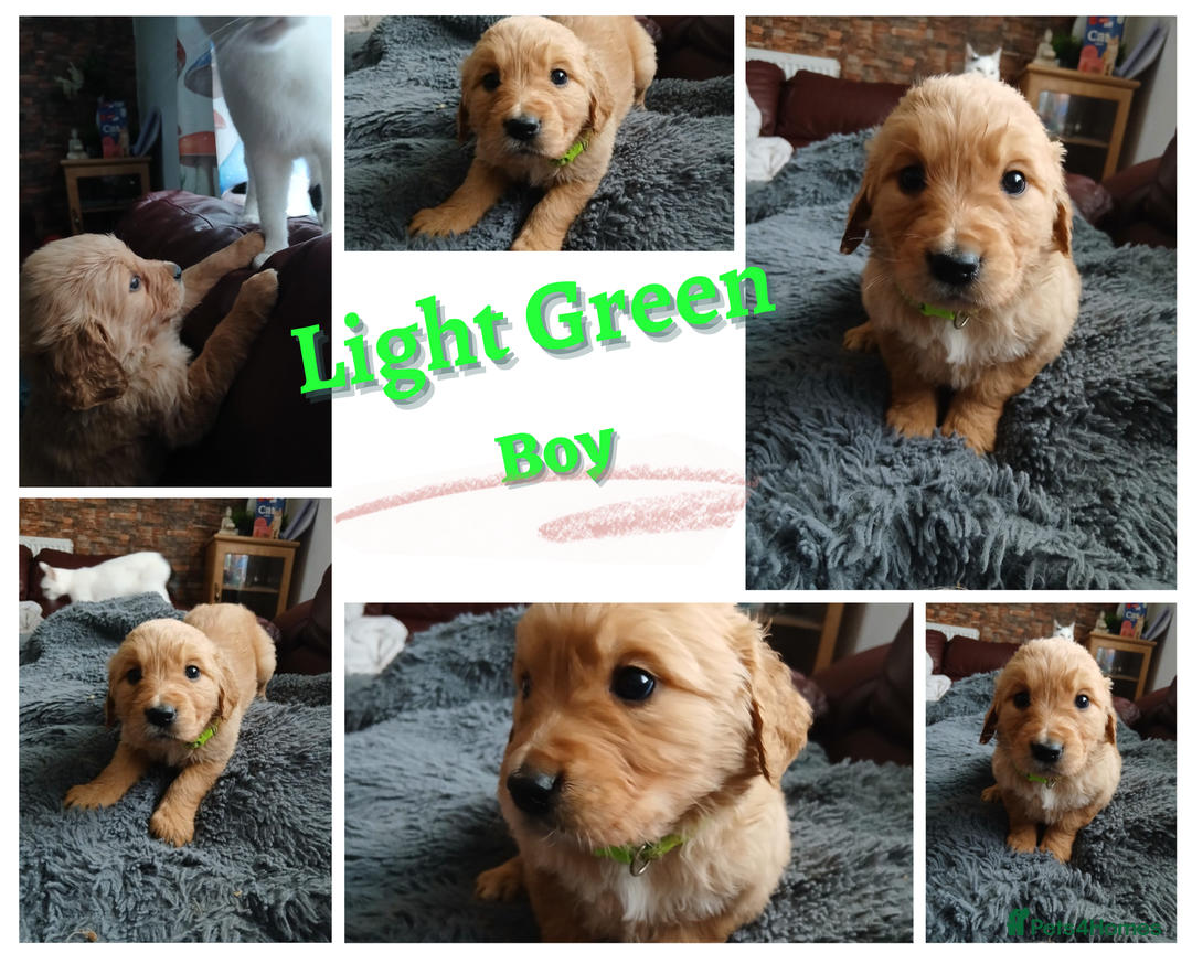 Golden Retriever dogs for sale: 🐾 Golden Retriever Puppies – Ready Soon! 🐾 - Image 7
