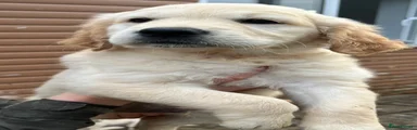 Golden Retriever 2