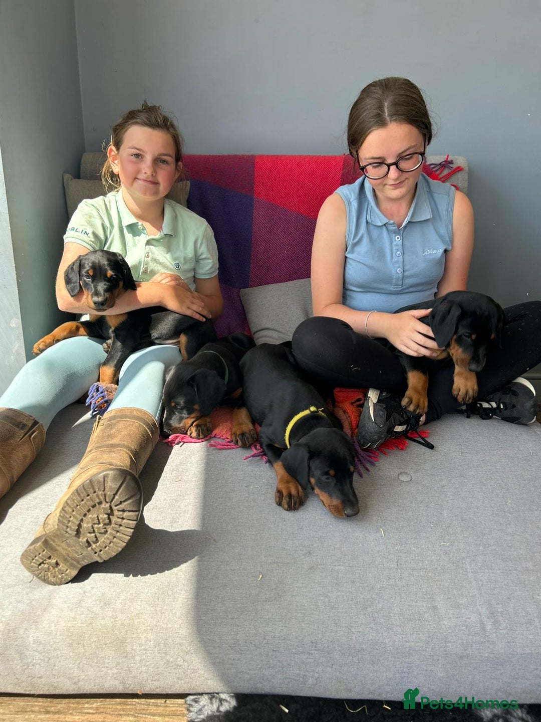 Dobermann dogs for sale: Proper Chunky Euro doberman pups 💕 - Image 26
