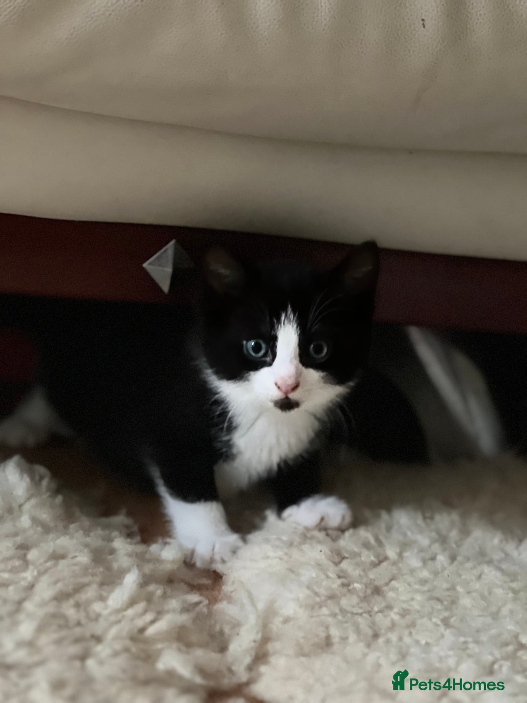 Domestic Shorthair cats for sale: 5 adorable mixed kittens, Russian Blue & Shorthair - Advert 15