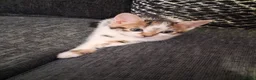Mixed Breed cats for sale: Mixed bengal kittens - Advert 18
