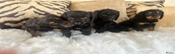 Cockapoo dogs for sale: F1 cockapoo puppies  - Advert 21