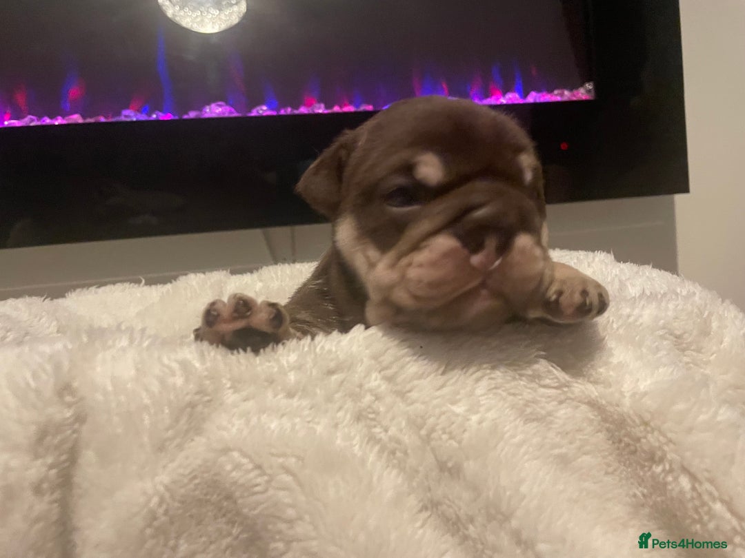 English Bulldog dogs for sale: TOP CLASS  English Bull Dog puppies  - Advert 28