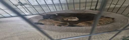 Mixed Breed cats for sale: 3 kittens - Advert 16