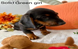 Miniature Dachshund dogs for sale: stunning litter of dachshunds - Image 8