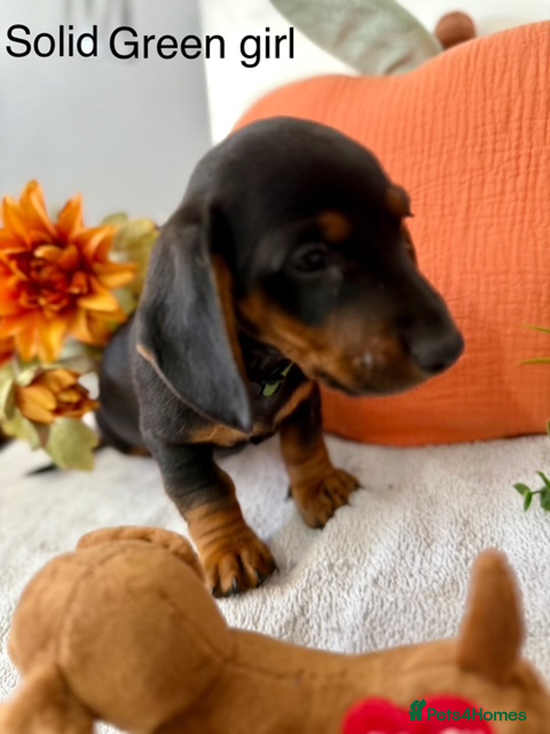 Miniature Dachshund dogs for sale: stunning litter of dachshunds - Image 8