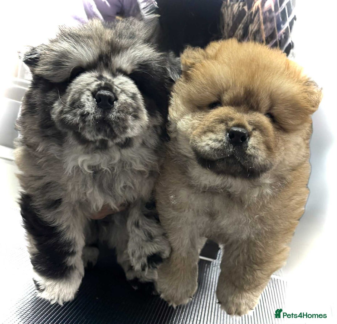Chow Chow dogs for sale: BLACK GIRL CHOW CHOW - READY NOW!!! - Image 9