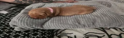 Labrador Retriever dogs for sale: 6 puppies in Houghton le Spring - Advert 6