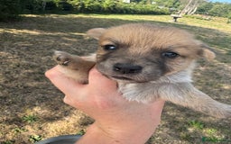Jack Russell dogs for sale: Jack Russell puppies!  - Image 3