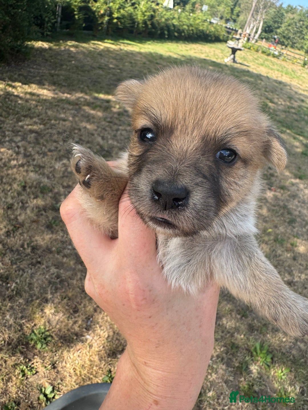 Jack Russell dogs for sale: Jack Russell puppies!  - Image 3
