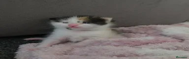 Tabby