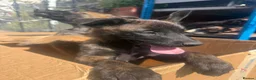 Belgian Shepherd Dog dogs for sale: Beautiful Dutch Herder pups for Sale !!! - Advert 4
