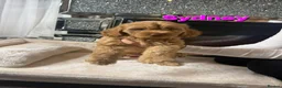 Cockapoo dogs for sale: READY NOW TO FIND HOMES  - Advert 5