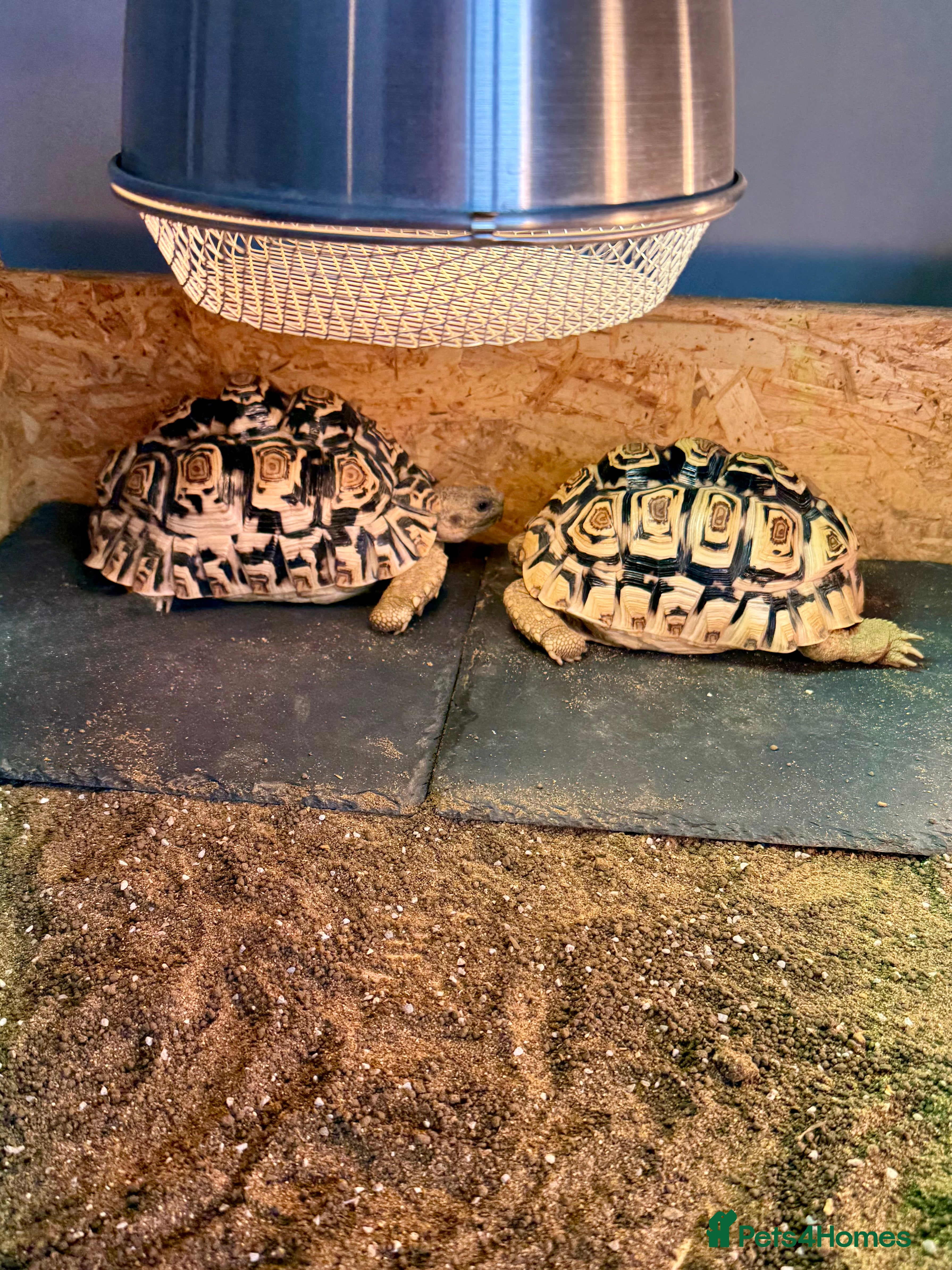 Tortoise reptiles Two Leopard Tortoises, Handled and Child Friendly - Advert 10