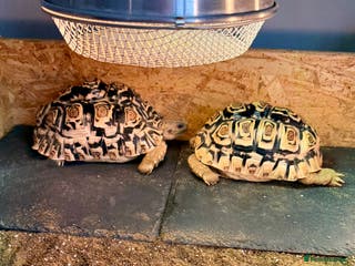 Tortoise reptiles Two Leopard Tortoises, Handled and Child Friendly - Advert 8