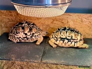 Tortoise reptiles Two Leopard Tortoises, Handled and Child Friendly - Advert 1