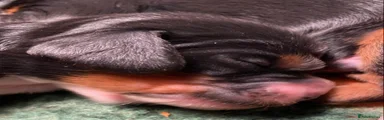 Cocker Spaniel 6