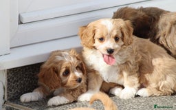 Cavapoo dogs for sale: F1 Cavapoo puppies for sale - Image 20