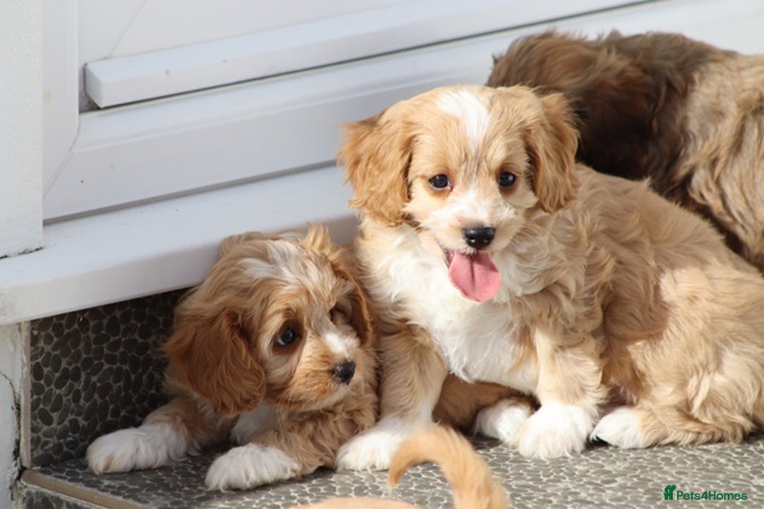 Cavapoo dogs for sale: F1 Cavapoo puppies for sale - Image 20
