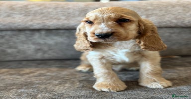 Cocker Spaniel dogs - Advert 8