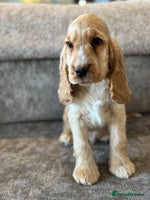 Cocker Spaniel dogs - Advert 8