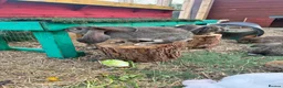 Continental Giant rabbits for sale: Giant conti with giant french lop - Advert 29