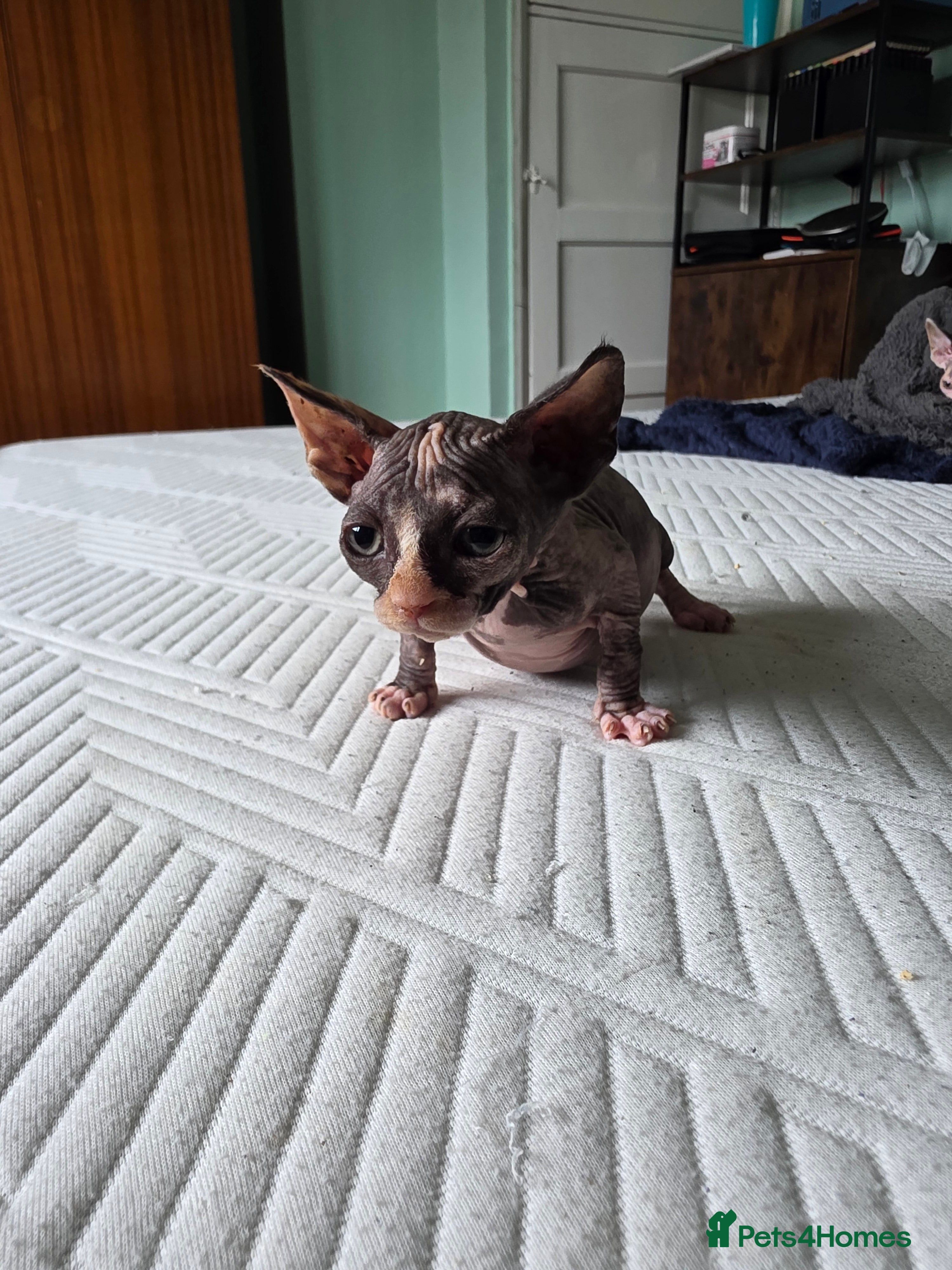 Sphynx cats for sale:  Kittens Ready for Loving Homes - Advert 9