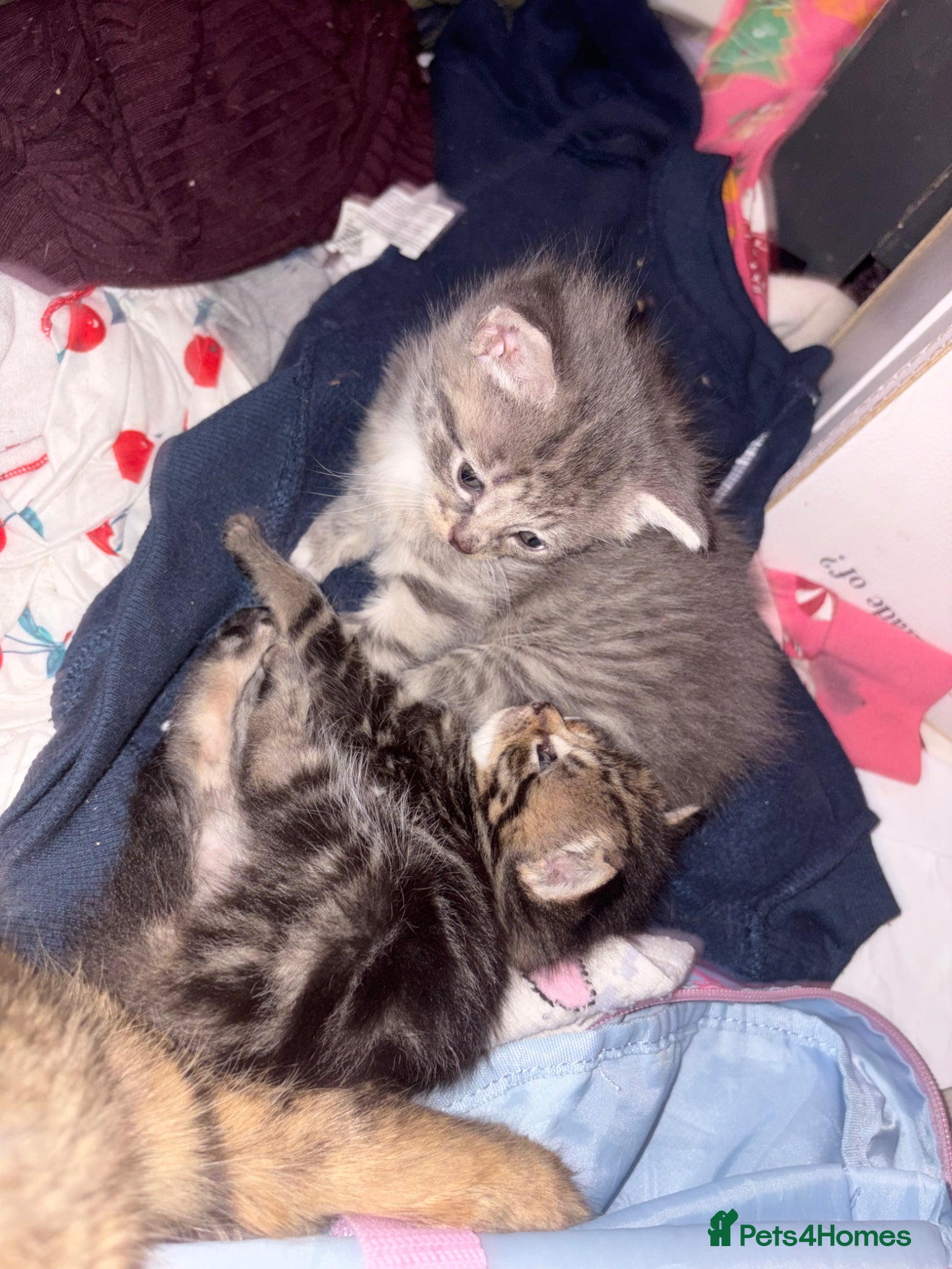 Mixed Breed cats Siberian x Maine coon x domestic kittens 🐈‍⬛  - Advert 4