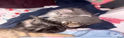 Mixed Breed cats for sale: Siberian x Maine coon x domestic kittens 🐈‍⬛  - Advert 1