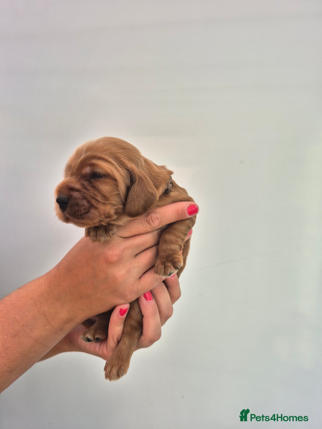 Cocker Spaniel dogs for sale: Kc reg Cocker Spaniels  - Image 5