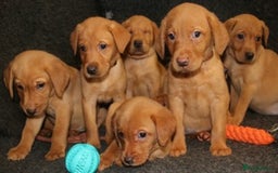 Labrador Retriever dogs for sale: Red Fox Labs : Health Checked-KC Reg-FTCH Pedigree - Image 6