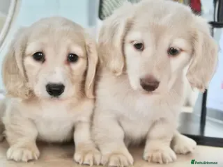 Miniature Dachshund dogs ✨ absolutely STUNNING full long hair light cream ✨ - Advert 1