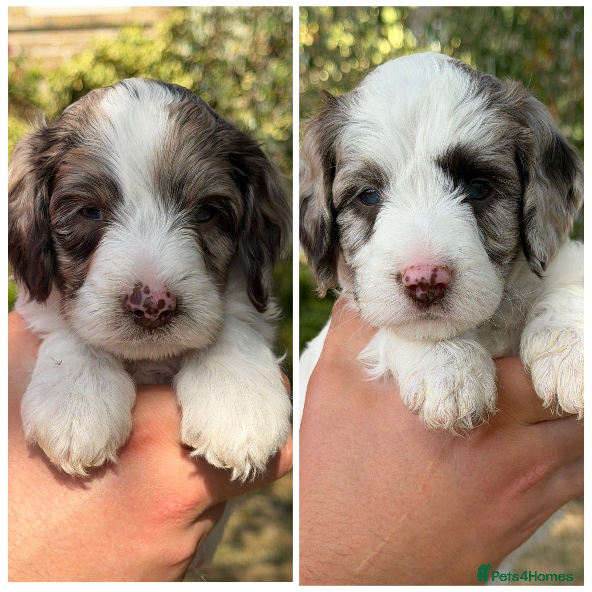 Sproodle dogs F1 Sproodles FULL DNA 5⭐️ Licensed Breeder - Advert 1