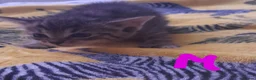 Mixed Breed cats for sale: Five gorgeous kittens  - Advert 12