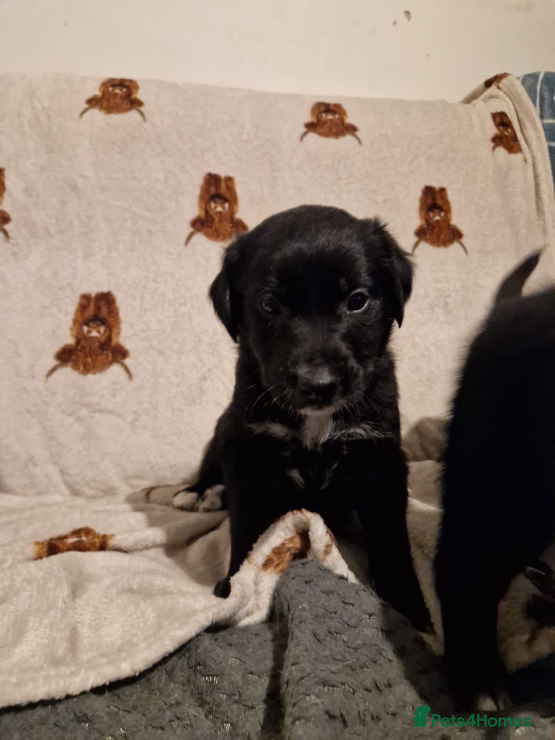 Mixed Breed dogs for sale: 🌟 Collie x Golden Retriever Puppies 🌟 - Image 29