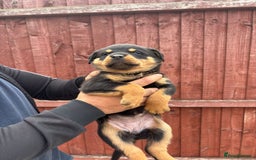 Rottweiler dogs for sale: Pure rottweiler  - Image 3