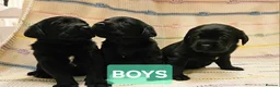 Labrador Retriever dogs for sale: Retriever/ Labrador  - Advert 11