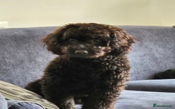 Cockapoo dogs for sale: Cockapoo - Image 1