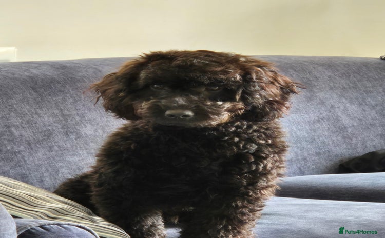 Cockapoo dogs - Advert 8