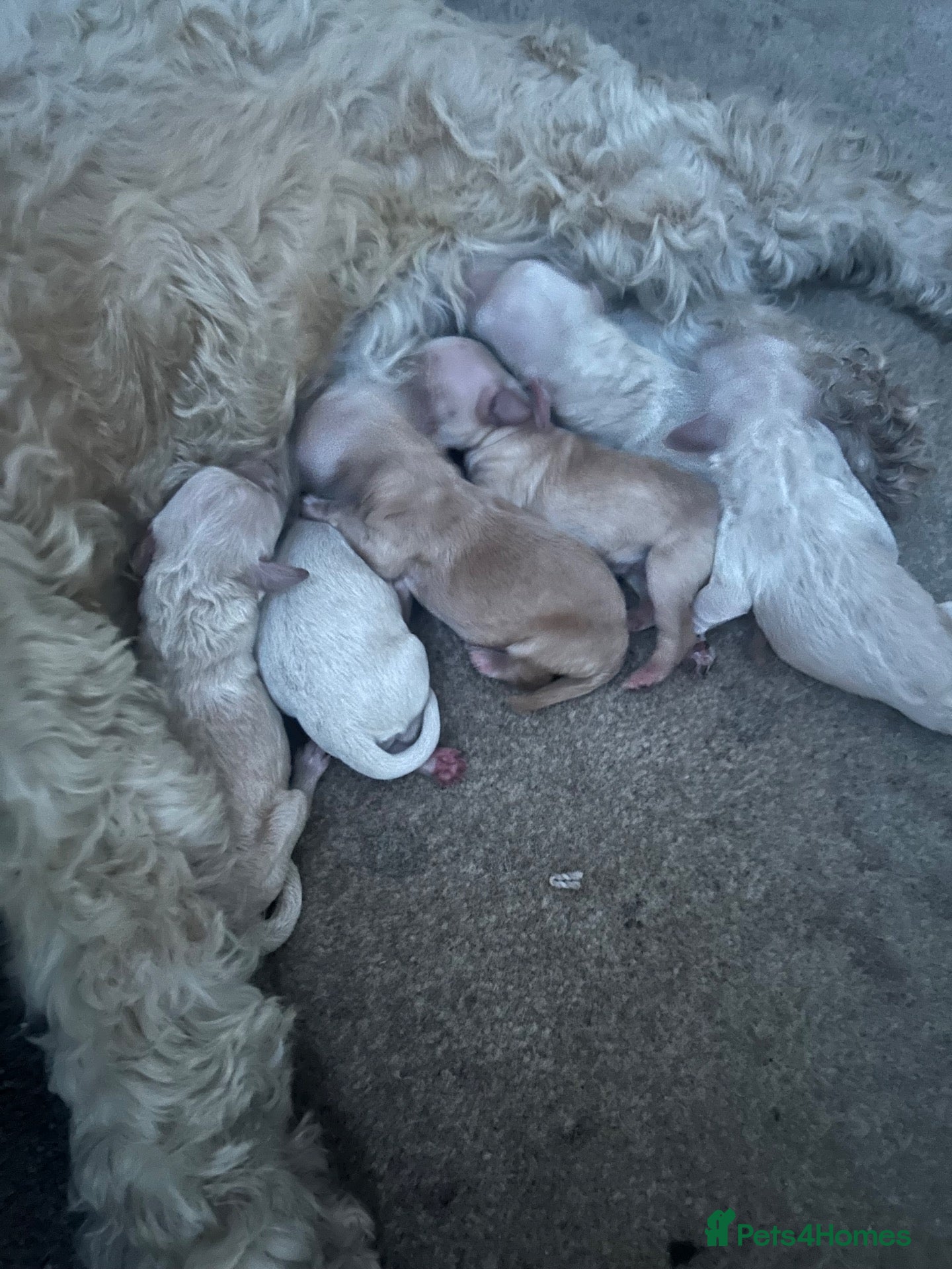 Cockapoo dogs Cockapoo puppy’s f1b  - Advert 1