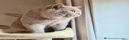 British Shorthair cats for sale: Georgous British shorthair kittens litter of 5 !   - Advert 5