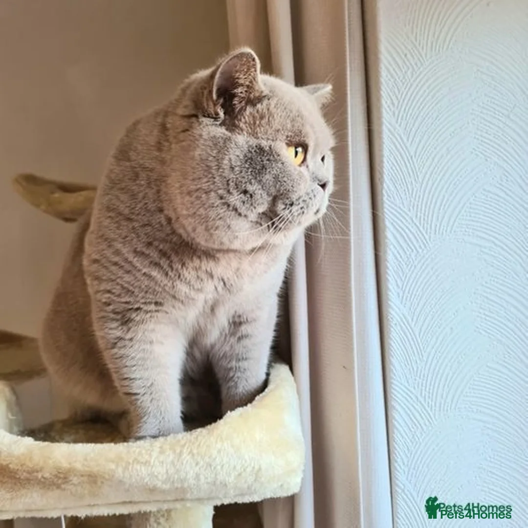 British Shorthair cats for sale: Georgous British shorthair kittens litter of 5 !   - Advert 5