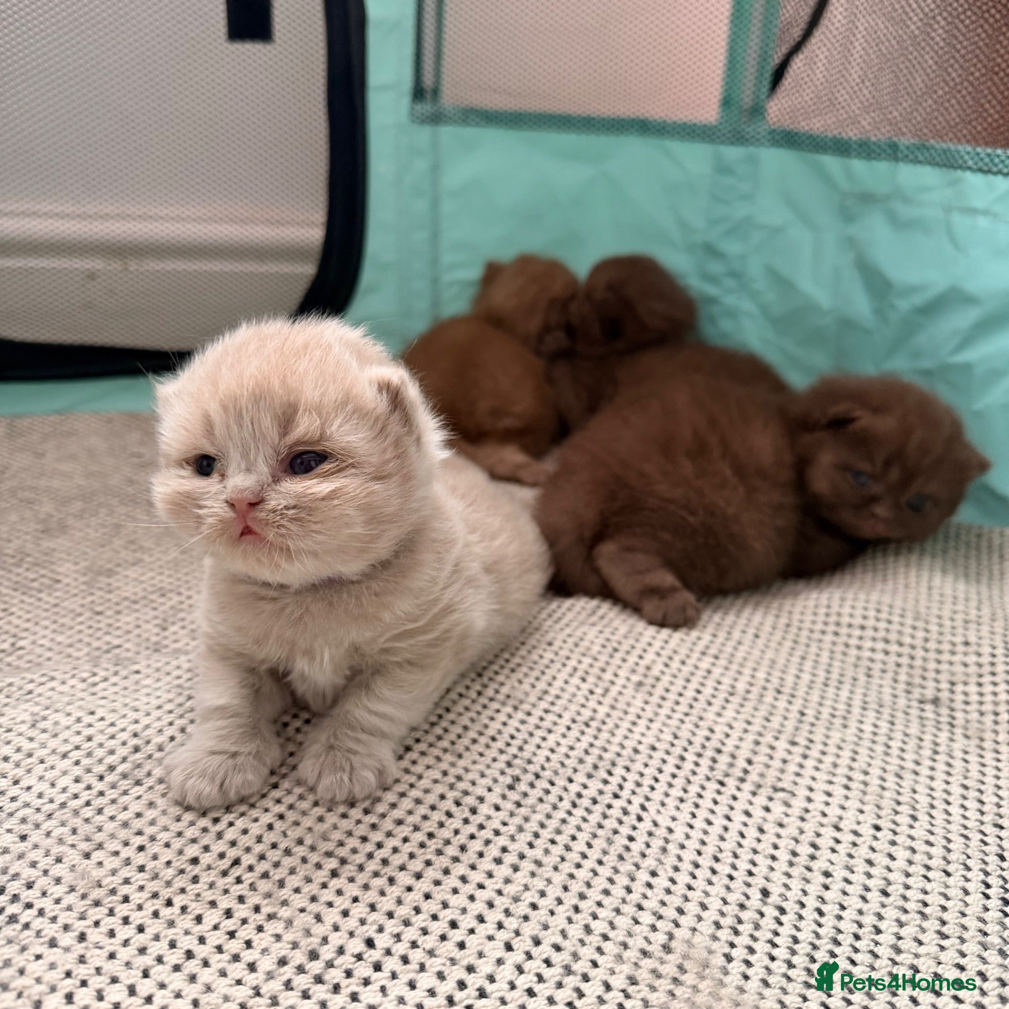 British Shorthair cats 🐾 GCCF Registered British Shorthair Kittens 🐾 - Advert 2