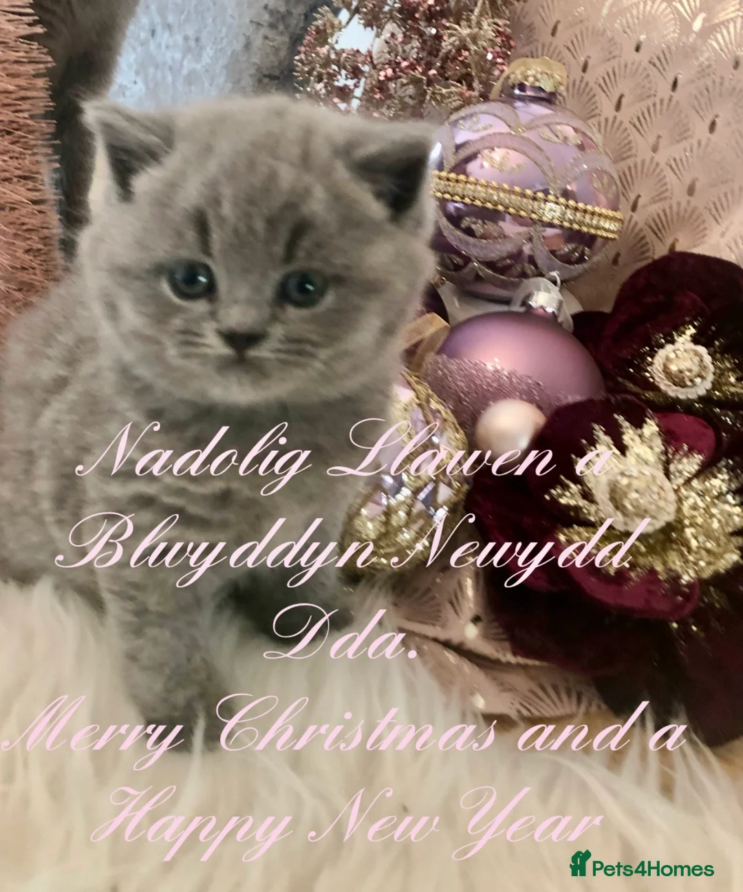 British Shorthair cats for stud: Stud only, Stunning Bsh Cream stud  in Cardiff - Advert 8