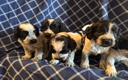 Cockapoo dogs for sale: Cockapoo puppies ready to be reserved  - Image 6