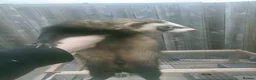 Ferret rodents for sale: Ferrets  - Advert 1
